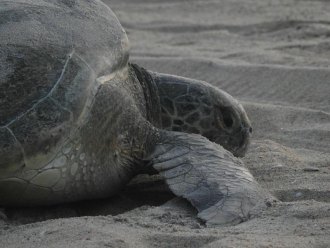 Big Mama green sea turtle digs her nest.